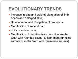 EVOLUTIONARY TRENDS
 Increase in size and weight( elongation of limb
bones and enlarged skull).
 Development and elongation of proboscis.
 Modification of second pair
 of incisors into tusks.
 Modification of dentition from bunodont (molar
teeth with rounded cusps) to lophodont (grinding
surface of molar teeth with transverse sutures).
 