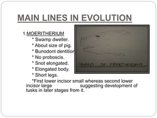 MAIN LINES IN EVOLUTION
1.MOERITHERIUM
* Swamp dweller.
* About size of pig.
* Bunodont dentition.
* No proboscis.
* Snot elongated.
* Elongated body.
* Short legs.
*First lower incisor small whereas second lower
incisor large suggesting development of
tusks in later stages from it.
 