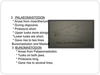 2. PALAEOMASTODON
* Arose from moeritherium.
* During oligocene.
* Proboscis short.
* Upper tusks more elongated.
*Lower tusks are short.
* Gave rise to two lines
Bunomastodon and Mastodon.
3. BUNOMASTODON
* Arose from Palaeomastodon.
* Tusks on both jaws.
* Proboscis long.
* Gave rise to several lines.
 
