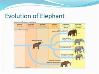 Evolution of Elephant
 