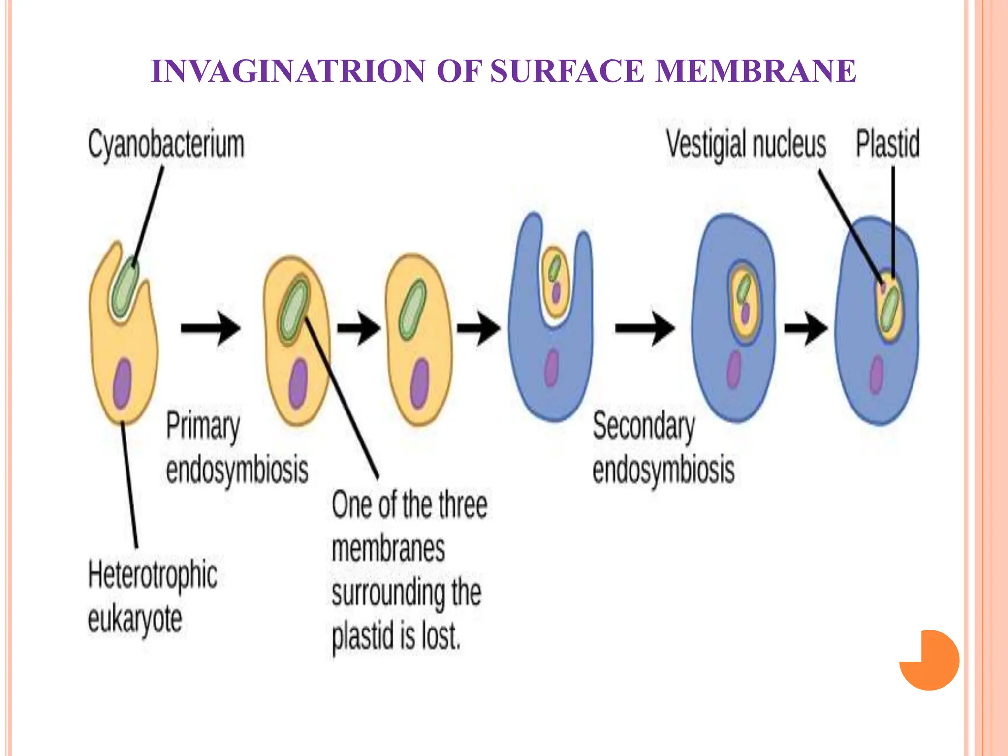 EVOLUTION OF EUKARYOTIC CELLS AND ENDOSYMBIOSIS.pdf