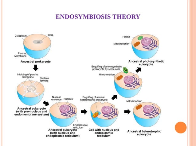 EVOLUTION OF EUKARYOTIC CELLS AND ENDOSYMBIOSIS.pdf