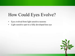 Evolution of EYE | PPTX