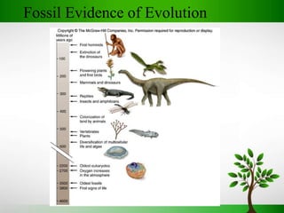 Evolution of EYE | PPTX