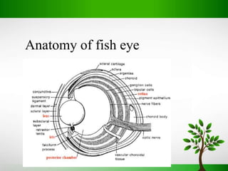 Evolution of EYE | PPTX