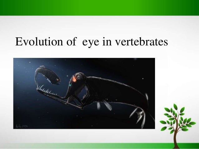 Vertebrate Eye Evolution : Vertebrate Eye Evolution – MIBTR
