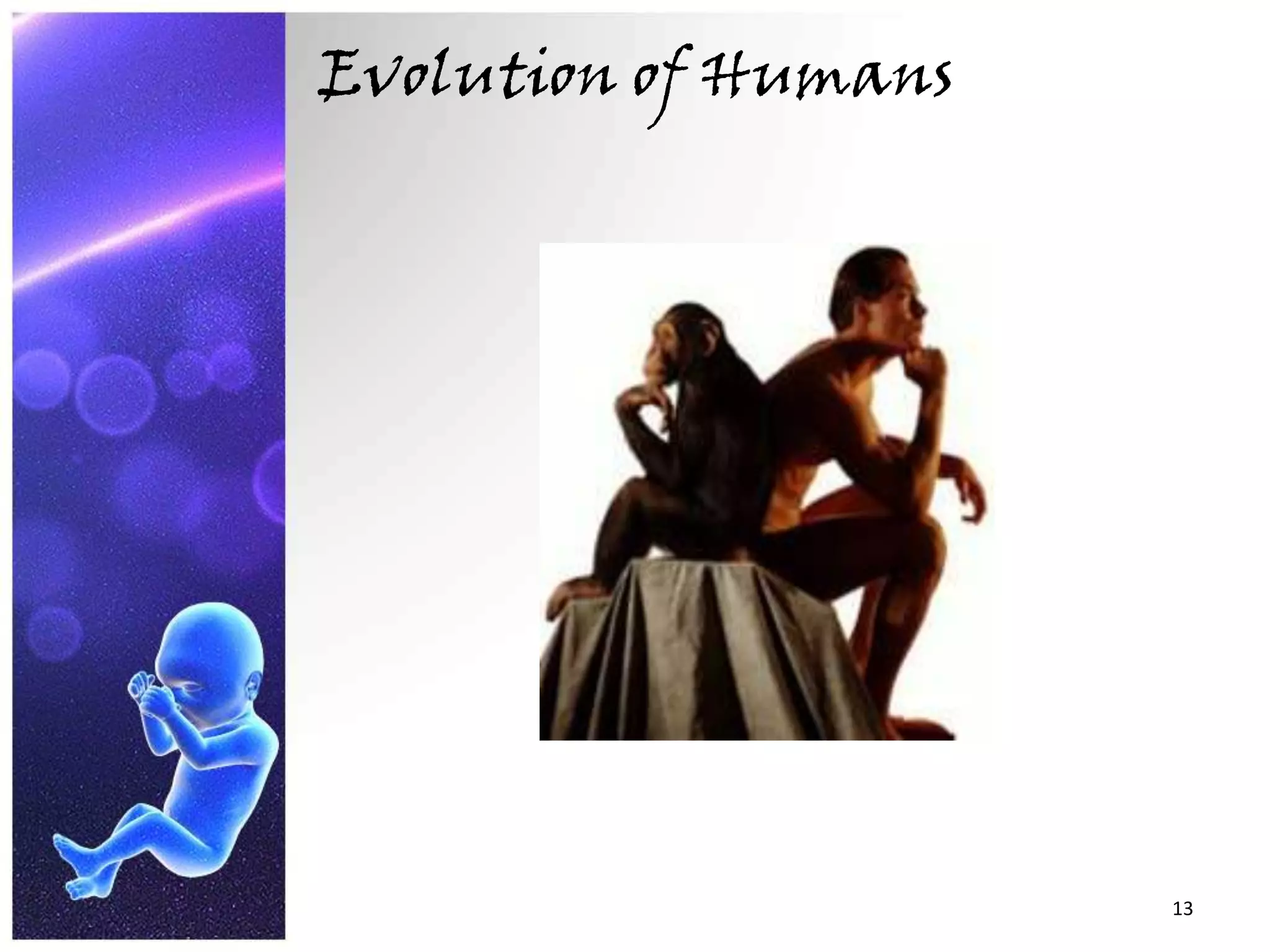 Evolution of Humans13