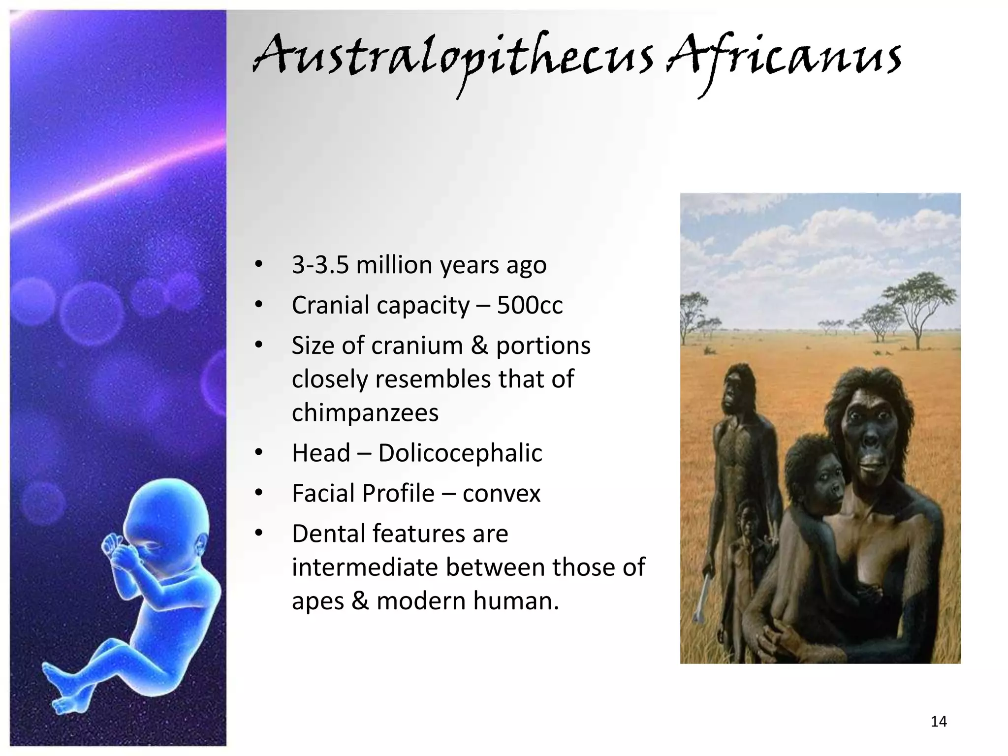 Australopithecus Africanus3-3.5 million years agoCranial capacity – 500ccSize of cranium & portions closely resembles that of chimpanzeesHead – DolicocephalicFacial Profile – convexDental features are intermediate between those of apes & modern human.14