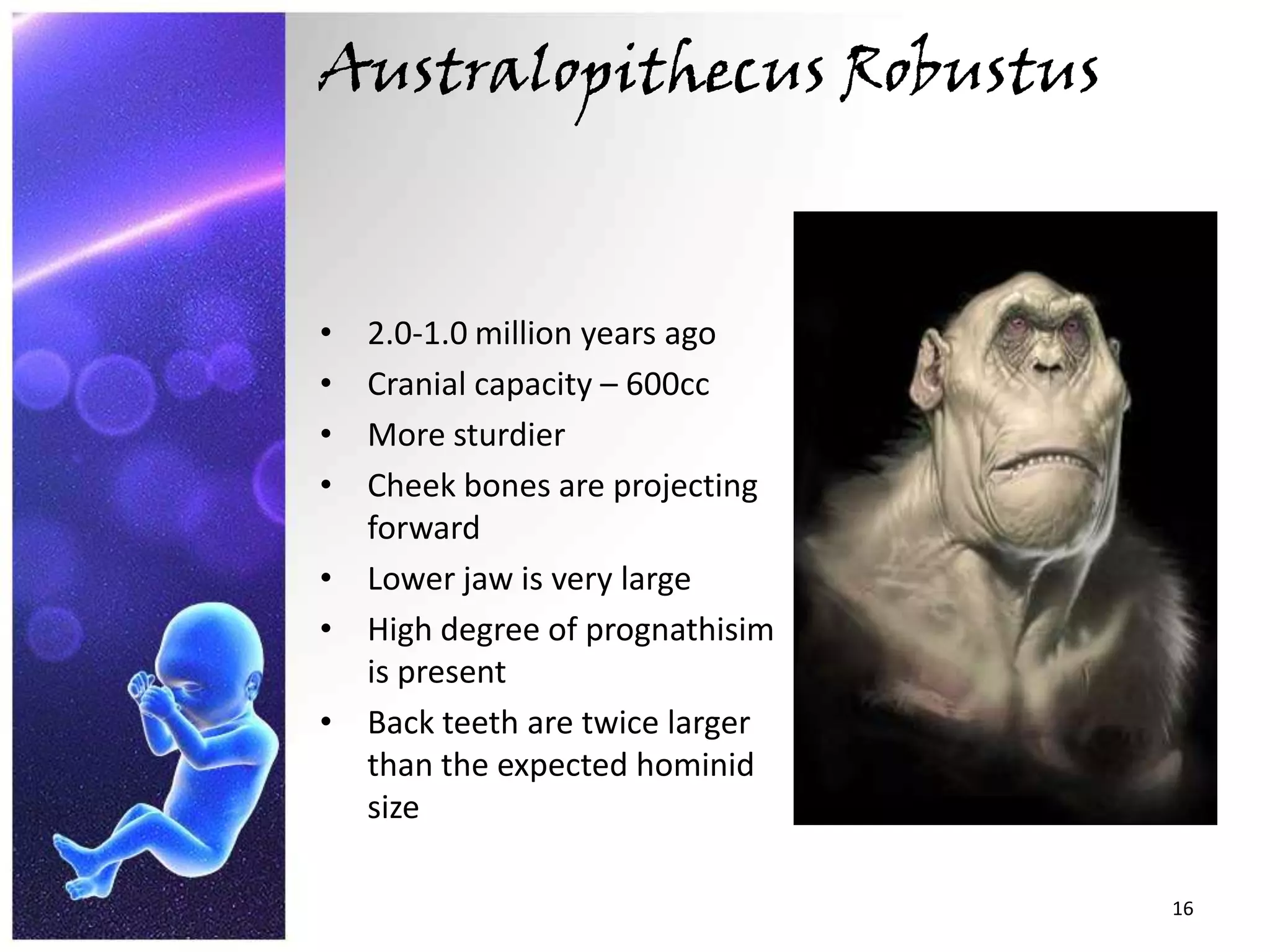 Australopithecus Robustus2.0-1.0 million years agoCranial capacity – 600ccMore sturdierCheek bones are projecting forwardLower jaw is very largeHigh degree of prognathisim is presentBack teeth are twice larger than the expected hominid size16