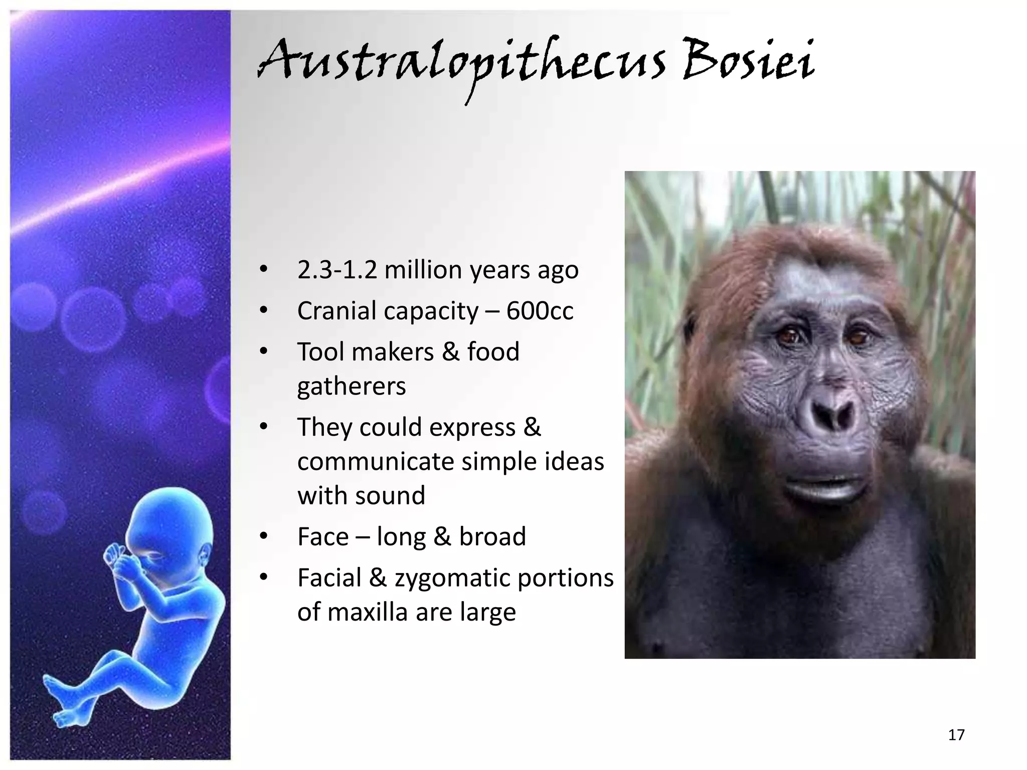 Australopithecus Bosiei2.3-1.2 million years agoCranial capacity – 600ccTool makers & food gatherersThey could express & communicate simple ideas with soundFace – long & broadFacial & zygomatic portions of maxilla are large 17
