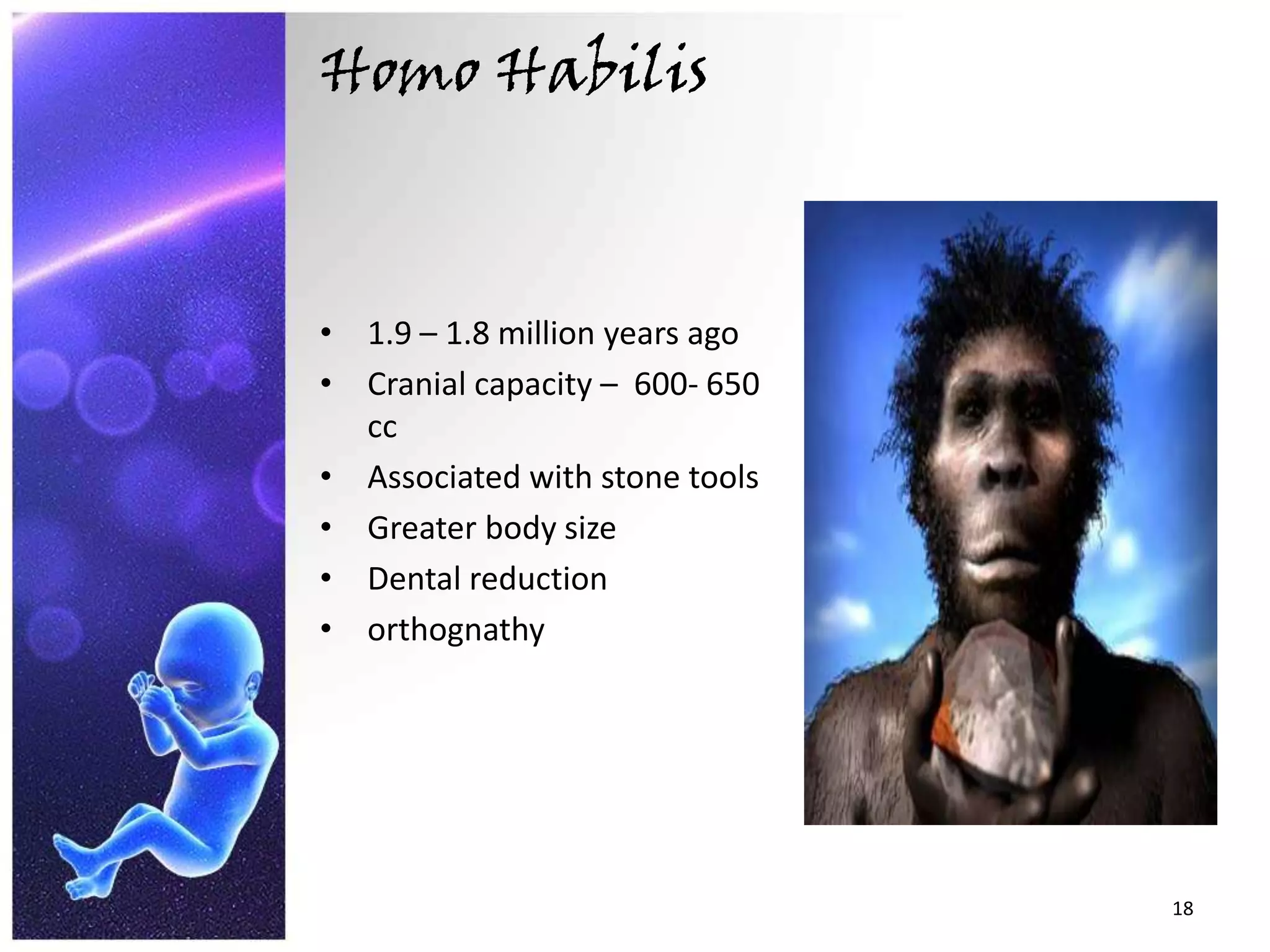 Homo Habilis1.9 – 1.8 million years agoCranial capacity –  600- 650 ccAssociated with stone toolsGreater body sizeDental reductionorthognathy18