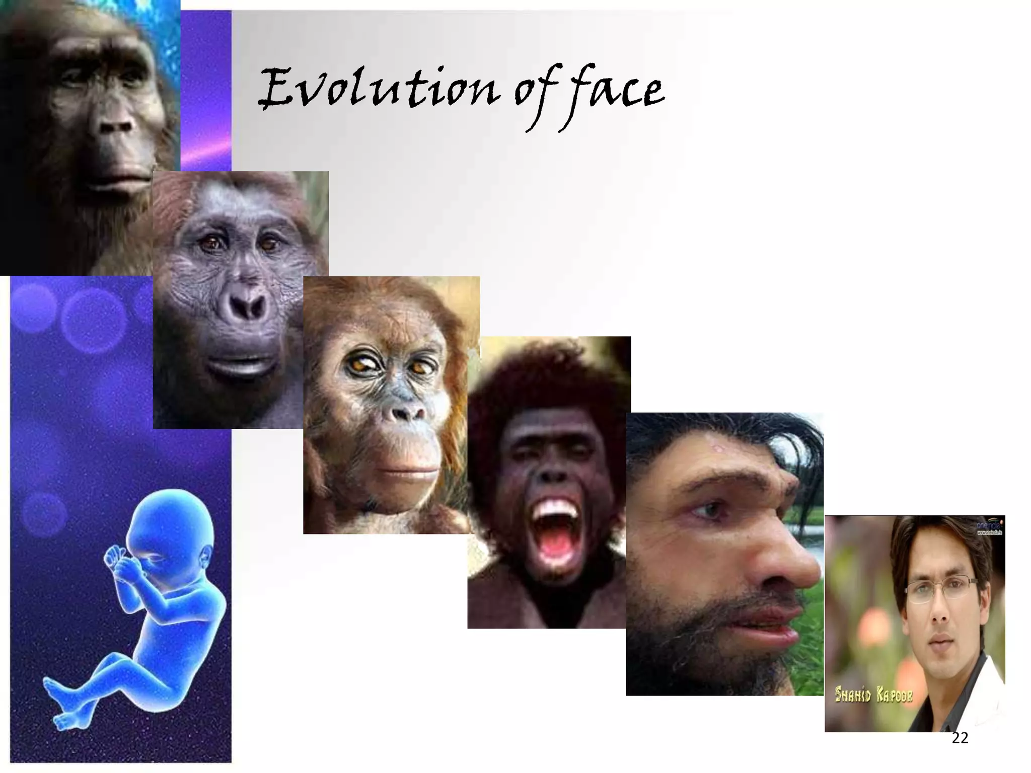 Evolution of face22