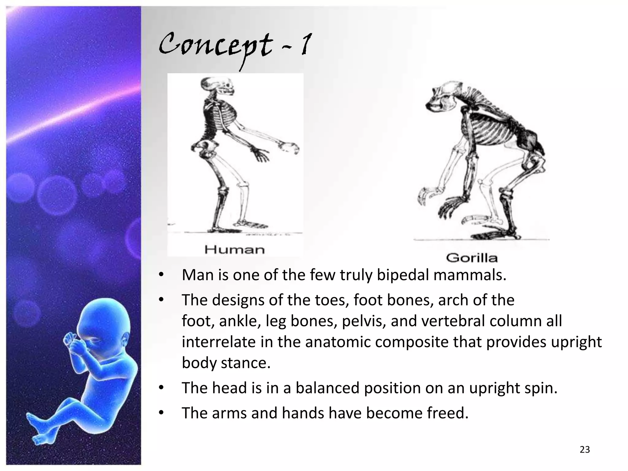 Concept - 1Man is one of the few truly bipedal mammals.The designs of the toes, foot bones, arch of the foot, ankle, leg bones, pelvis, and vertebral column all interrelate in the anatomic composite that provides upright body stance.The head is in a balanced position on an upright spin.The arms and hands have become freed. 23