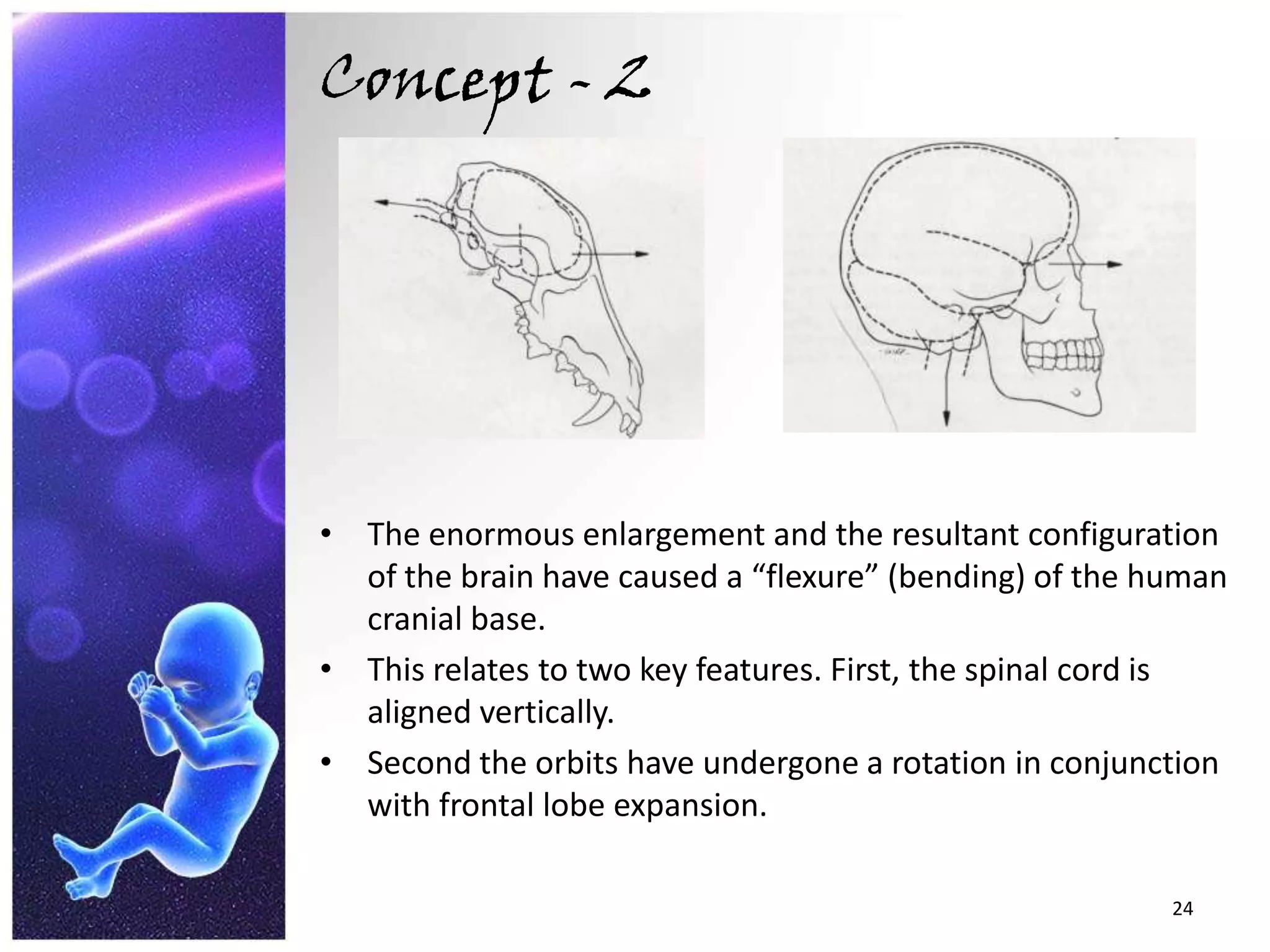 Concept - 2The enormous enlargement and the resultant configuration of the brain have caused a “flexure” (bending) of the human cranial base.This relates to two key features. First, the spinal cord is aligned vertically.Second the orbits have undergone a rotation in conjunction with frontal lobe expansion. 24