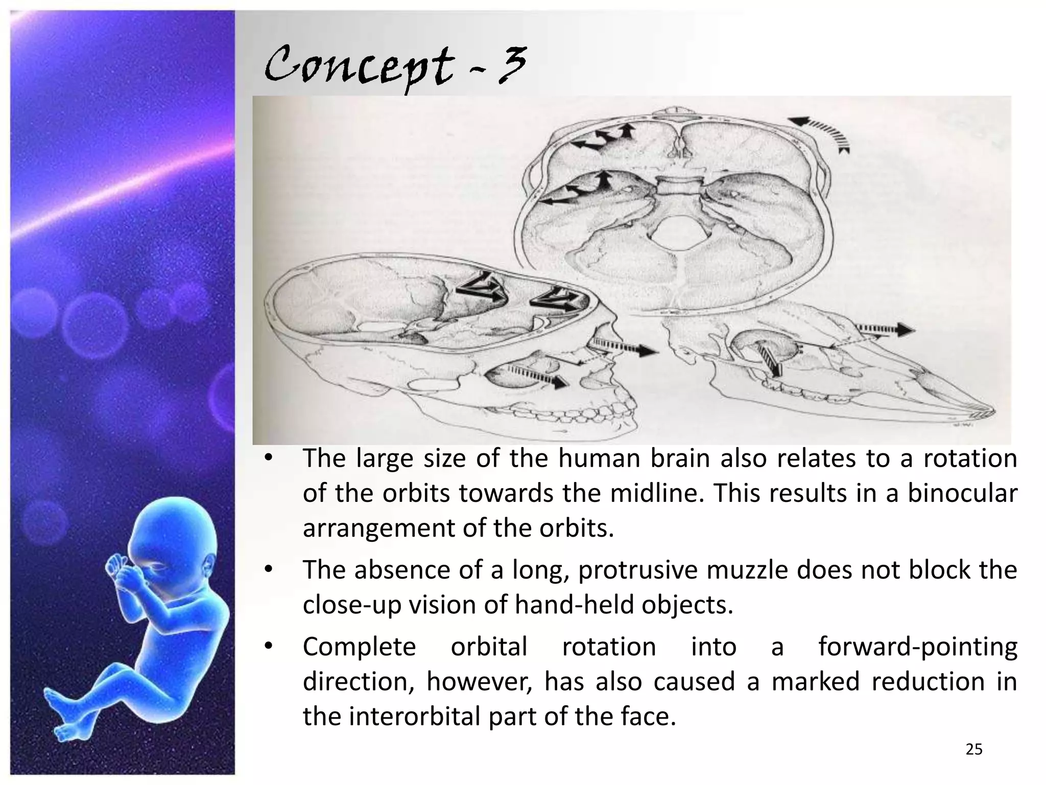 Concept - 3The large size of the human brain also relates to a rotation of the orbits towards the midline. This results in a binocular arrangement of the orbits. The absence of a long, protrusive muzzle does not block the close-up vision of hand-held objects. Complete orbital rotation into a forward-pointing direction, however, has also caused a marked reduction in the interorbital part of the face. 25
