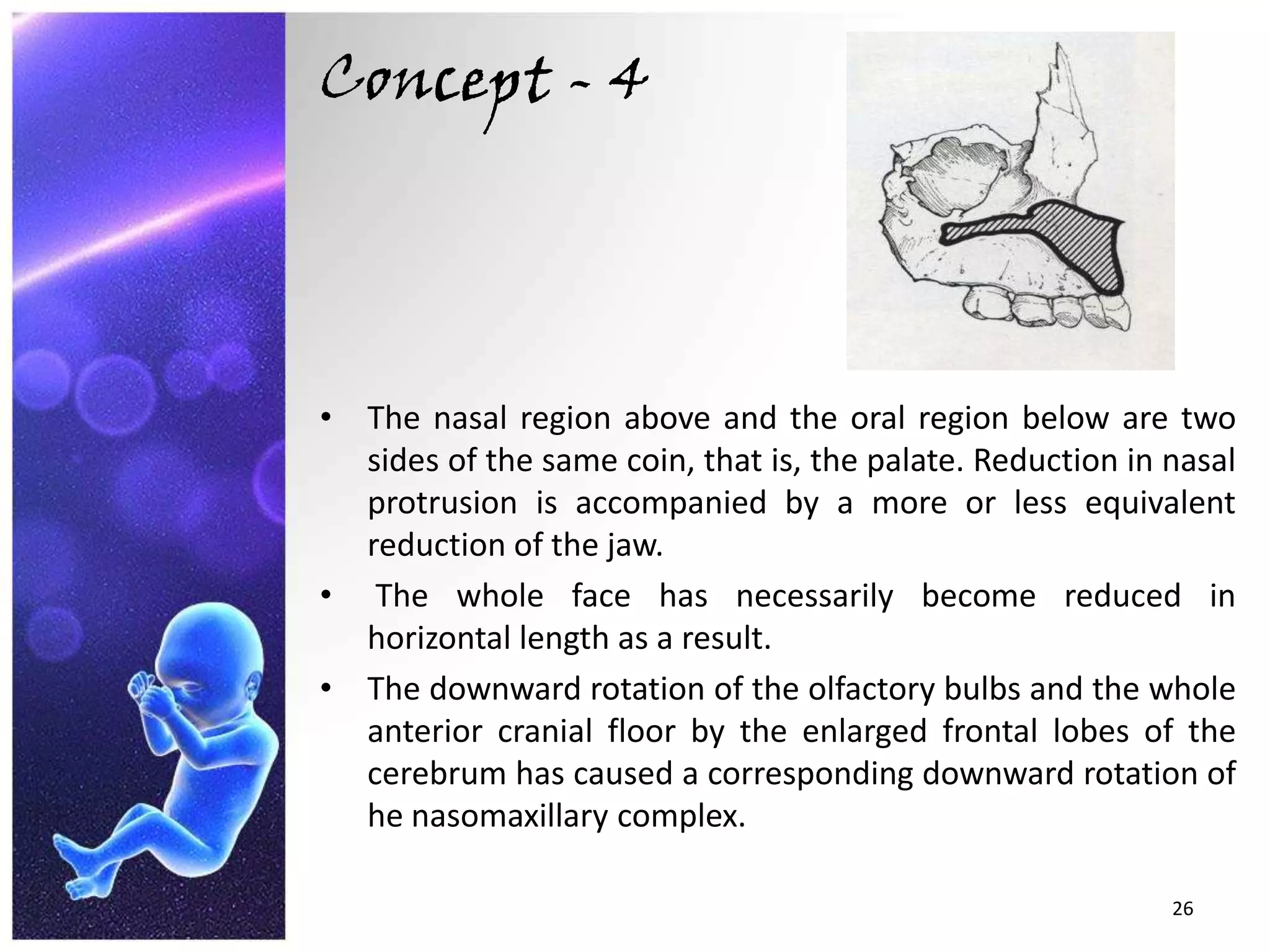 Concept - 4The nasal region above and the oral region below are two sides of the same coin, that is, the palate. Reduction in nasal protrusion is accompanied by a more or less equivalent reduction of the jaw. The whole face has necessarily become reduced in horizontal length as a result.The downward rotation of the olfactory bulbs and the whole anterior cranial floor by the enlarged frontal lobes of the cerebrum has caused a corresponding downward rotation of he nasomaxillary complex. 26