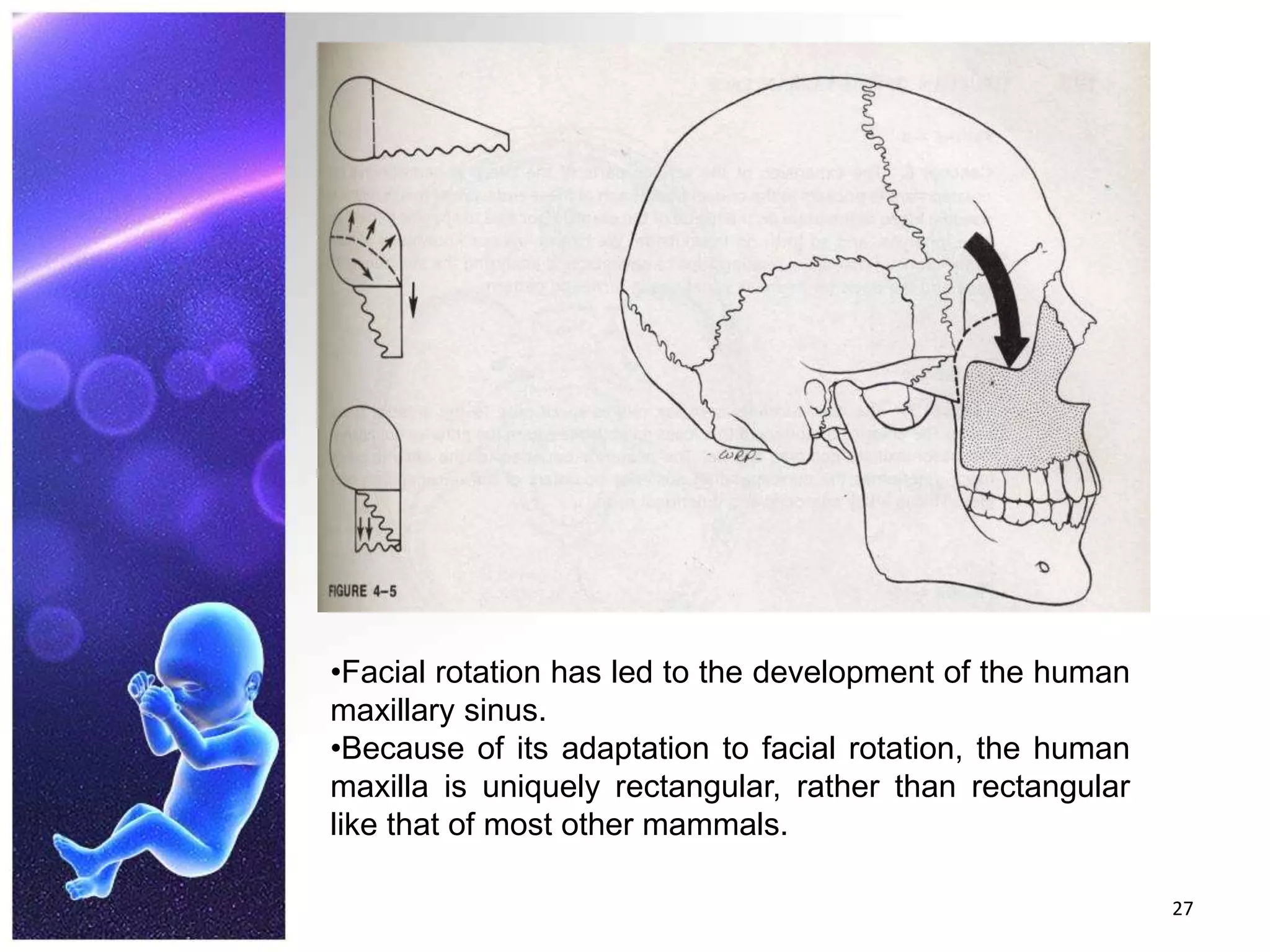 27Facial rotation has led to the development of the human maxillary sinus.