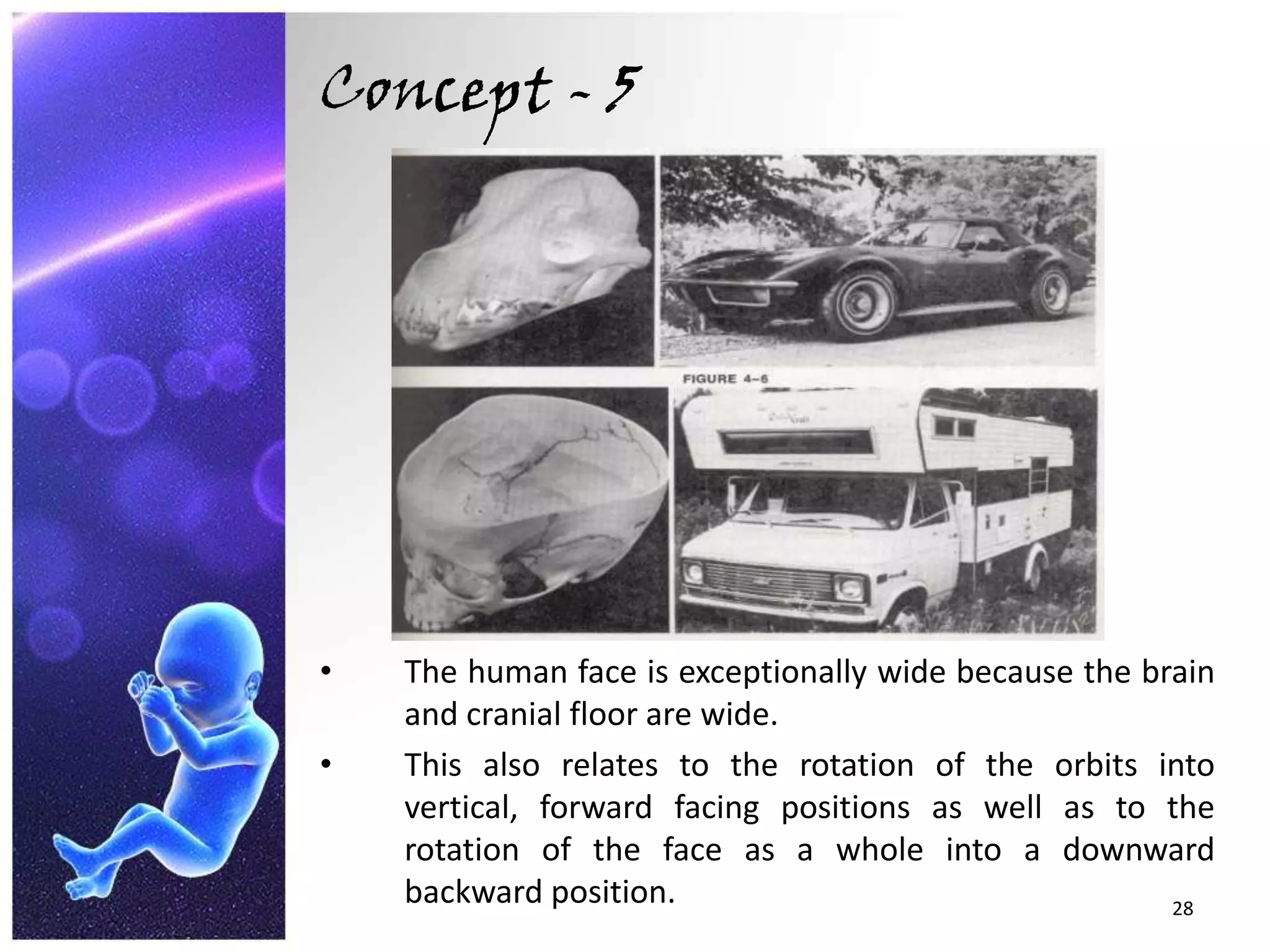 Because of its adaptation to facial rotation, the human maxilla is uniquely rectangular, rather than rectangular like that of most other mammals. Concept - 5The human face is exceptionally wide because the brain and cranial floor are wide.This also relates to the rotation of the orbits into vertical, forward facing positions as well as to the rotation of the face as a whole into a downward backward position.28