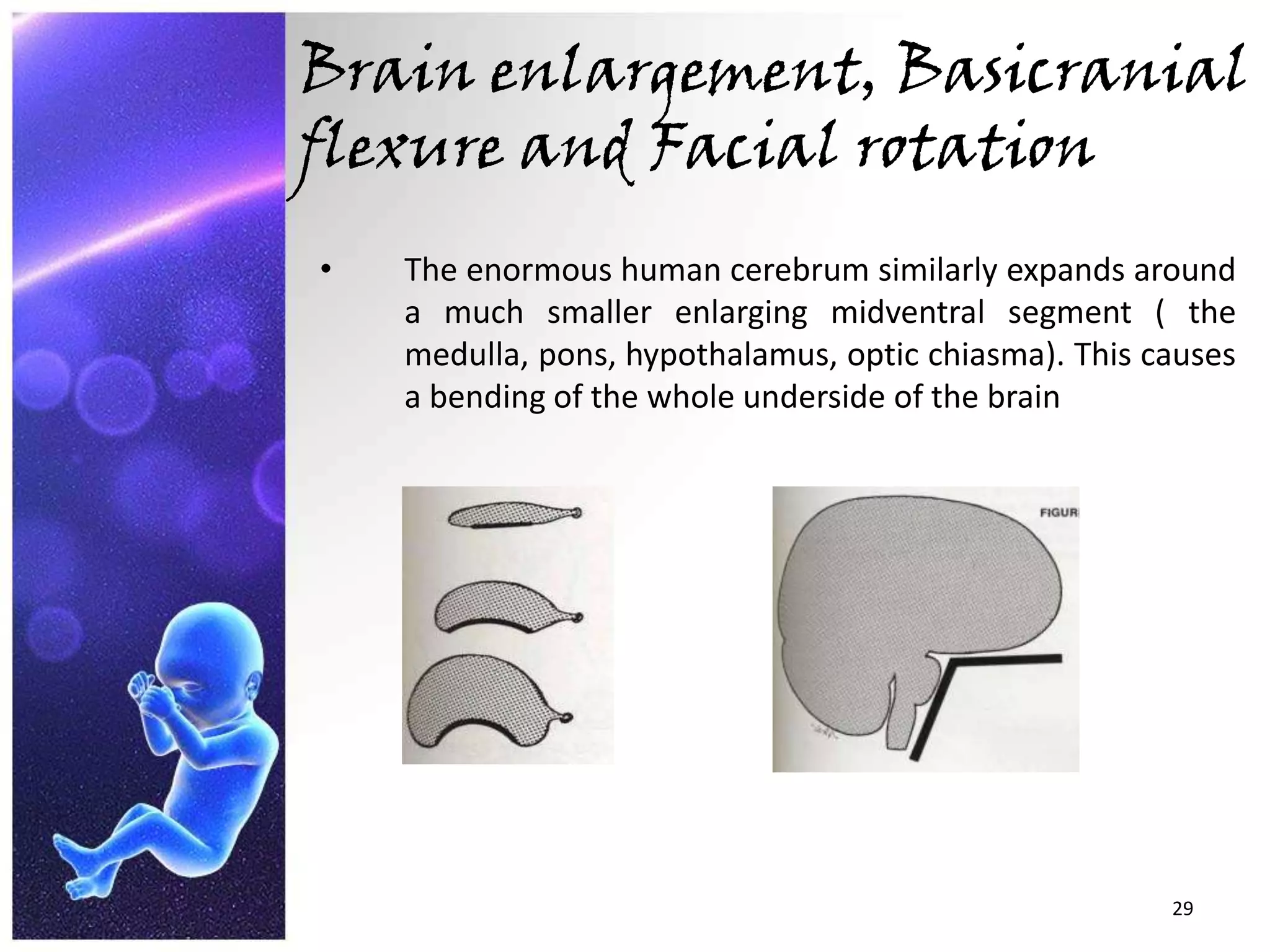 Brain enlargement, Basicranial flexure and Facial rotationThe enormous human cerebrum similarly expands around a much smaller enlarging midventral segment ( the medulla, pons, hypothalamus, optic chiasma). This causes a bending of the whole underside of the brain.29