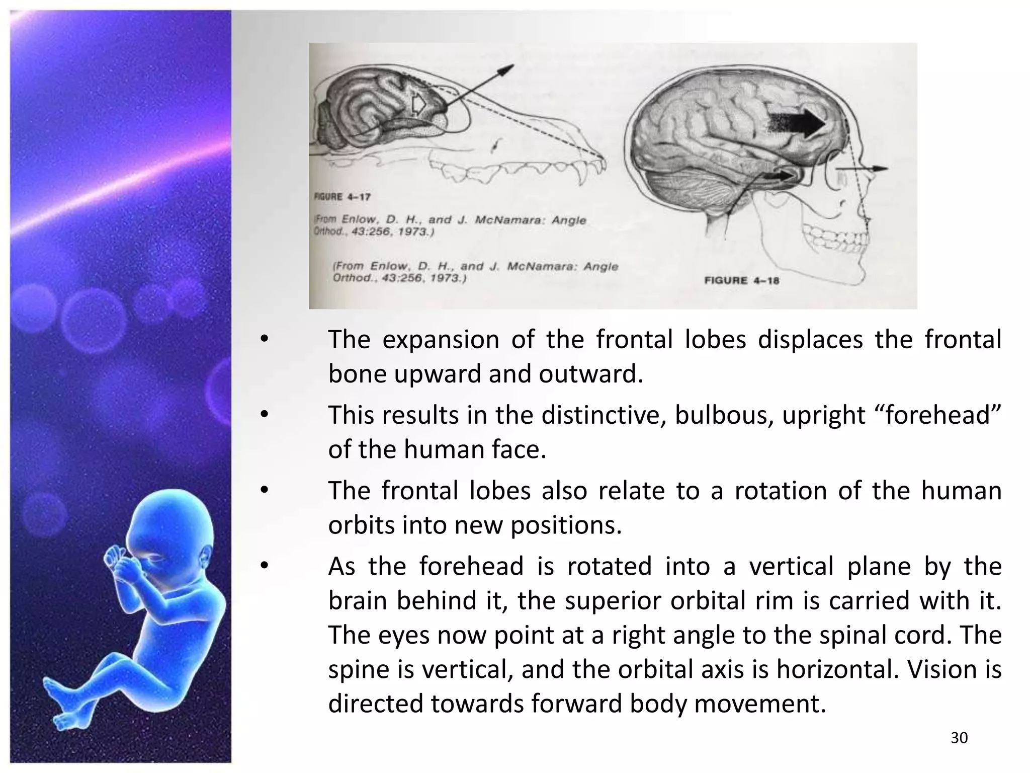 The expansion of the frontal lobes displaces the frontal bone upward and outward.This results in the distinctive, bulbous, upright “forehead” of the human face.The frontal lobes also relate to a rotation of the human orbits into new positions.As the forehead is rotated into a vertical plane by the brain behind it, the superior orbital rim is carried with it. The eyes now point at a right angle to the spinal cord. The spine is vertical, and the orbital axis is horizontal. Vision is directed towards forward body movement.30