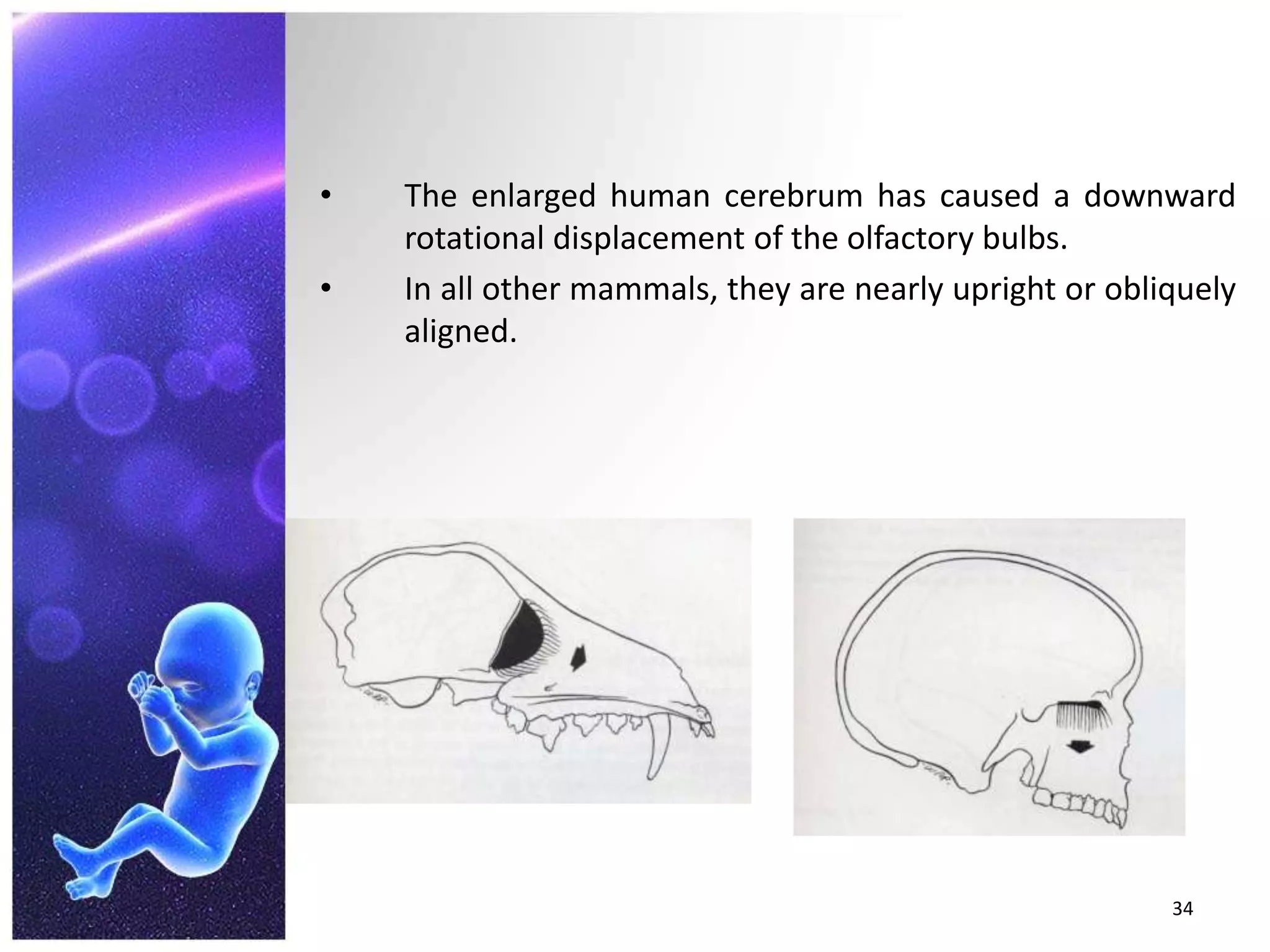 The enlarged human cerebrum has caused a downward rotational displacement of the olfactory bulbs.In all other mammals, they are nearly upright or obliquely aligned.34
