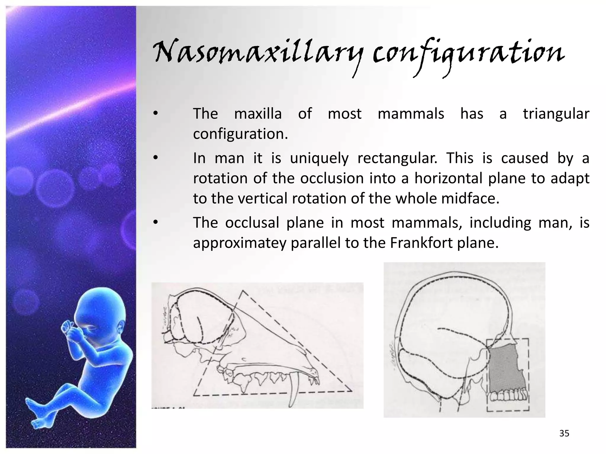 Nasomaxillary configurationThe maxilla of most mammals has a triangular configuration.In man it is uniquely rectangular. This is caused by a rotation of the occlusion into a horizontal plane to adapt to the vertical rotation of the whole midface.The occlusal plane in most mammals, including man, is approximatey parallel to the Frankfort plane.35