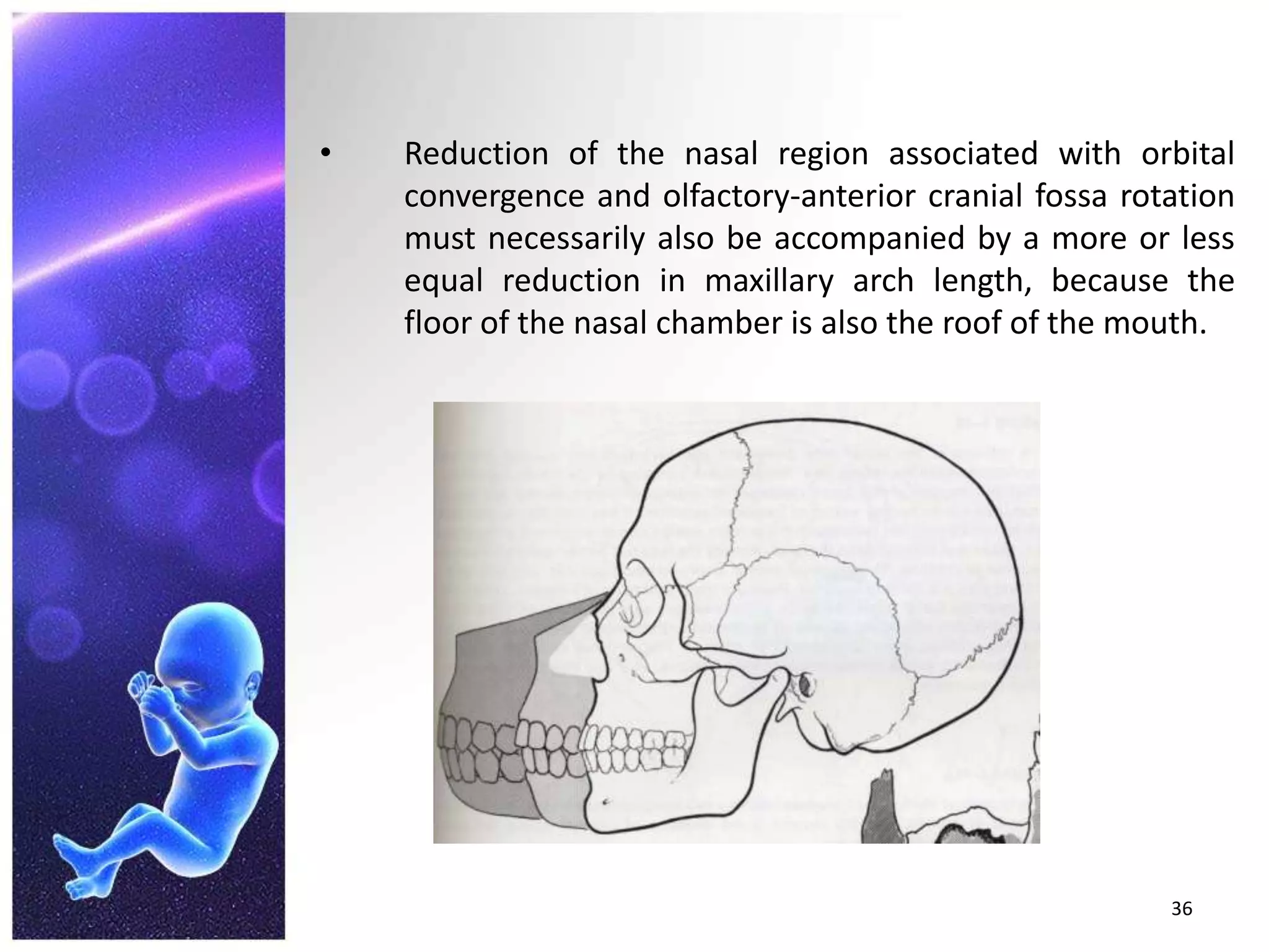 Reduction of the nasal region associated with orbital convergence and olfactory-anterior cranial fossa rotation must necessarily also be accompanied by a more or less equal reduction in maxillary arch length, because the floor of the nasal chamber is also the roof of the mouth.36