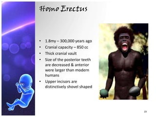 Face Evolution Evolution of face | PPTX