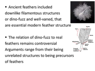 Evolution of Feathers.pptx