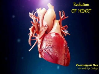 Evolution
OF HEART
Pranabjyoti Das
Arunodoi Jr College
 