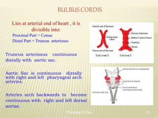 BULBUSCORDIS
Lies at arterial end of heart , it is
divisible into:
Proximal Part = Conus
Distal Part = Truncus arteriosus
Truncus arteriosus continuous
distally with aortic sac.
Aortic Sac is continuous distally
with right and left pharyngeal arch
arteries.
Arteries arch backwards to become
continuous with right and left dorsal
aortae.
11
Pranabjyoti Das
 