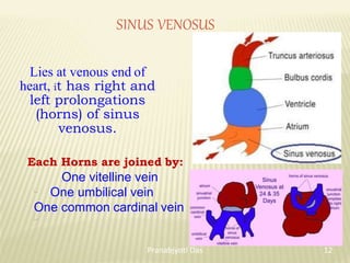 SINUS VENOSUS
Lies at venous end of
heart, it has right and
left prolongations
(horns) of sinus
venosus.
Each Horns are joined by:
One vitelline vein
One umbilical vein
One common cardinal vein
12
Pranabjyoti Das
 