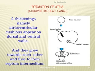 FORMATION OF ATRIA
(ATRIOVENTRICULAR CANAL)
2 thickenings
namely
atrioventricular
cushions appear on
dorsal and ventral
walls.
And they grow
towards each other
and fuse to form
septum intermedium.
By: Gan Quan Fu
14
Pranabjyoti Das
 