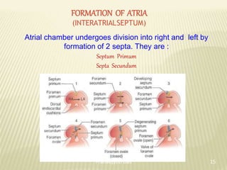 FORMATION OF ATRIA
(INTERATRIALSEPTUM)
Atrial chamber undergoes division into right and left by
formation of 2 septa. They are :
Septum Primum
Septa Secundum
15
Pranabjyoti Das
 