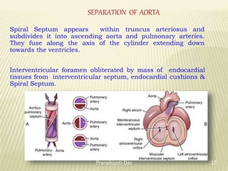 SEPARATION OF AORTA
Spiral Septum appears within truncus arteriosus and
subdivides it into ascending aorta and pulmonary arteries.
They fuse along the axis of the cylinder extending down
towards the ventricles.
Interventricular foramen obliterated by mass of endocardial
tissues from interventricular septum, endocardial cushions &
Spiral Septum.
17
Pranabjyoti Das
 