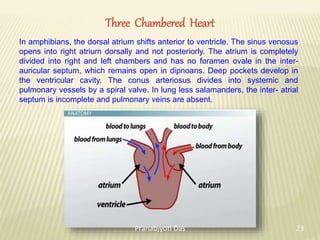 Three Chambered Heart
In amphibians, the dorsal atrium shifts anterior to ventricle. The sinus venosus
opens into right atrium dorsally and not posteriorly. The atrium is completely
divided into right and left chambers and has no foramen ovale in the inter-
auricular septum, which remains open in dipnoans. Deep pockets develop in
the ventricular cavity. The conus arteriosus divides into systemic and
pulmonary vessels by a spiral valve. In lung less salamanders, the inter- atrial
septum is incomplete and pulmonary veins are absent.
23
Pranabjyoti Das
 