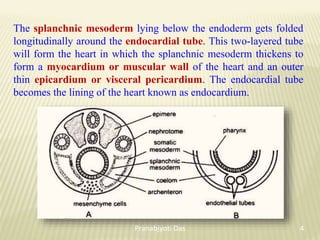 The splanchnic mesoderm lying below the endoderm gets folded
longitudinally around the endocardial tube. This two-layered tube
will form the heart in which the splanchnic mesoderm thickens to
form a myocardium or muscular wall of the heart and an outer
thin epicardium or visceral pericardium. The endocardial tube
becomes the lining of the heart known as endocardium.
4
Pranabjyoti Das
 