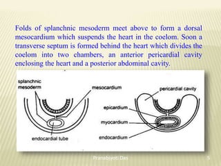 Folds of splanchnic mesoderm meet above to form a dorsal
mesocardium which suspends the heart in the coelom. Soon a
transverse septum is formed behind the heart which divides the
coelom into two chambers, an anterior pericardial cavity
enclosing the heart and a posterior abdominal cavity.
5
Pranabjyoti Das
 