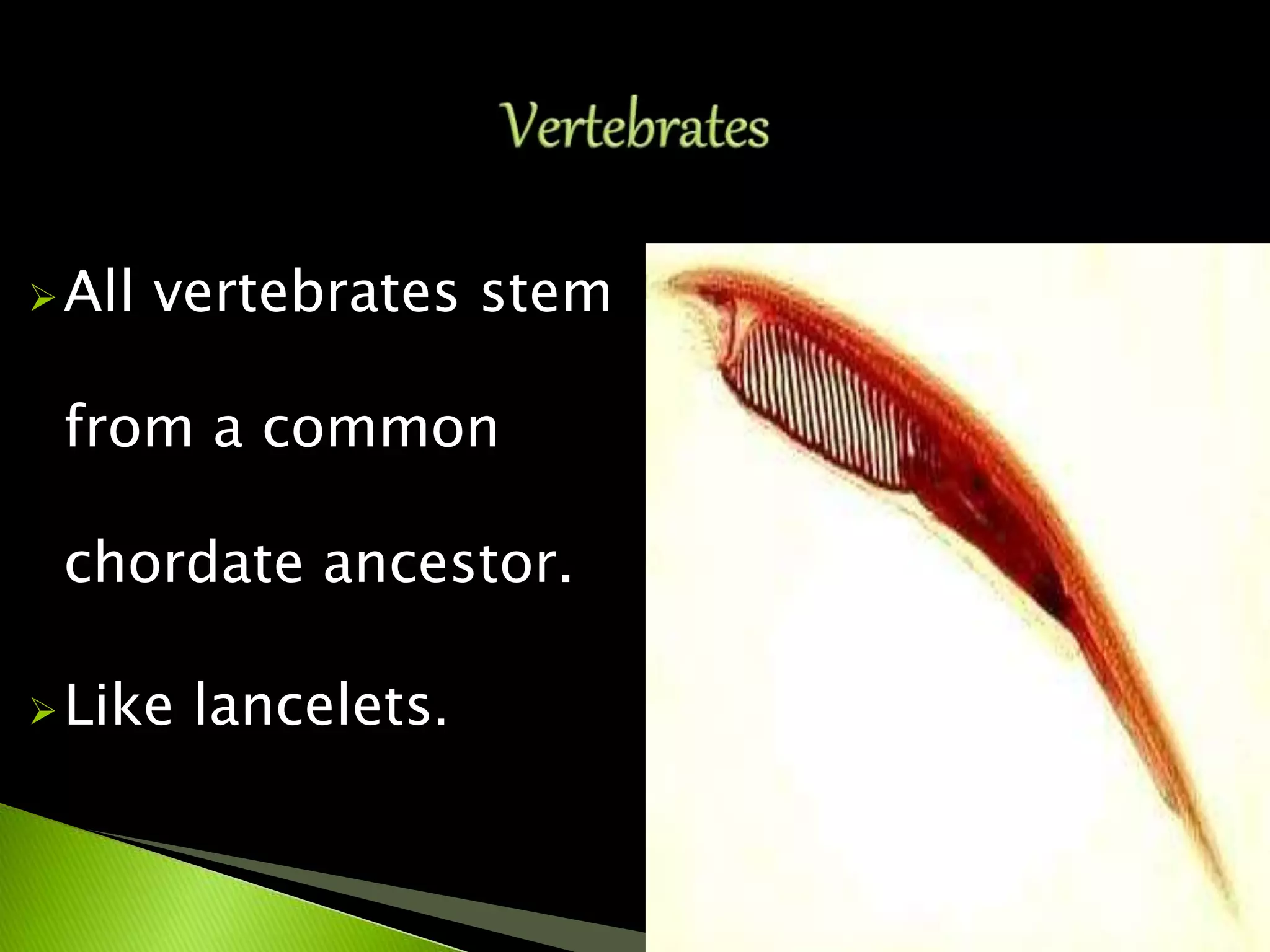 All vertebrates stem
from a common
chordate ancestor.
Like lancelets.
 