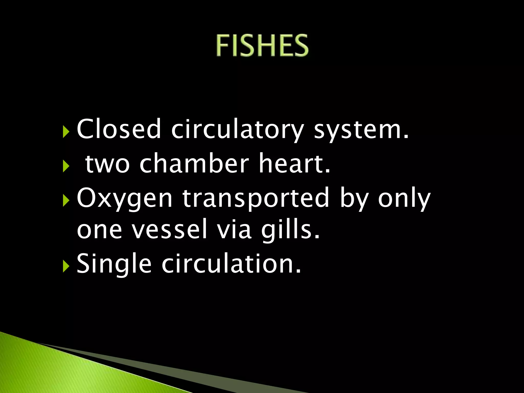  Closed circulatory system.
 two chamber heart.
 Oxygen transported by only
one vessel via gills.
 Single circulation.
 