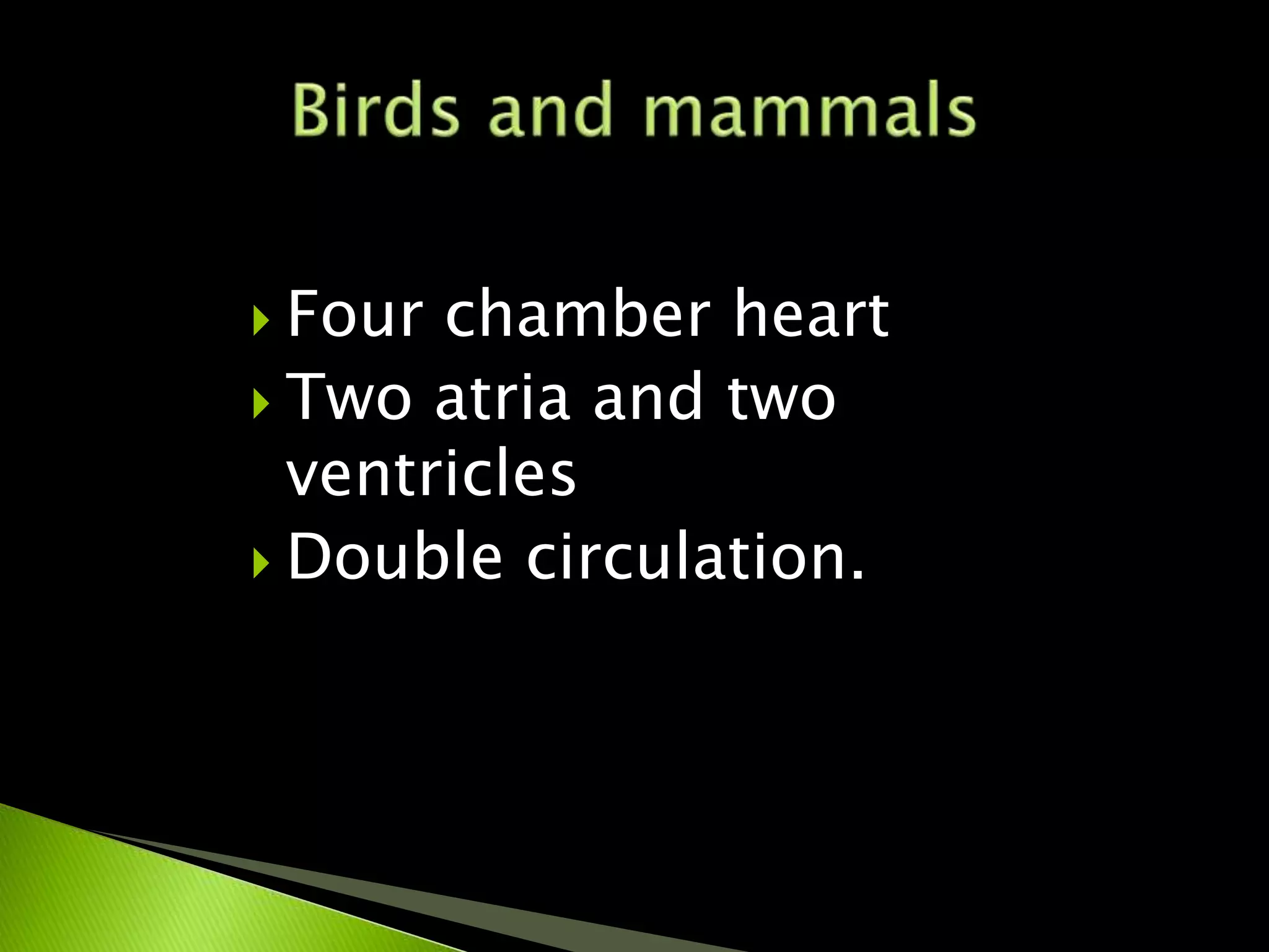  Four chamber heart
 Two atria and two
ventricles
 Double circulation.
 