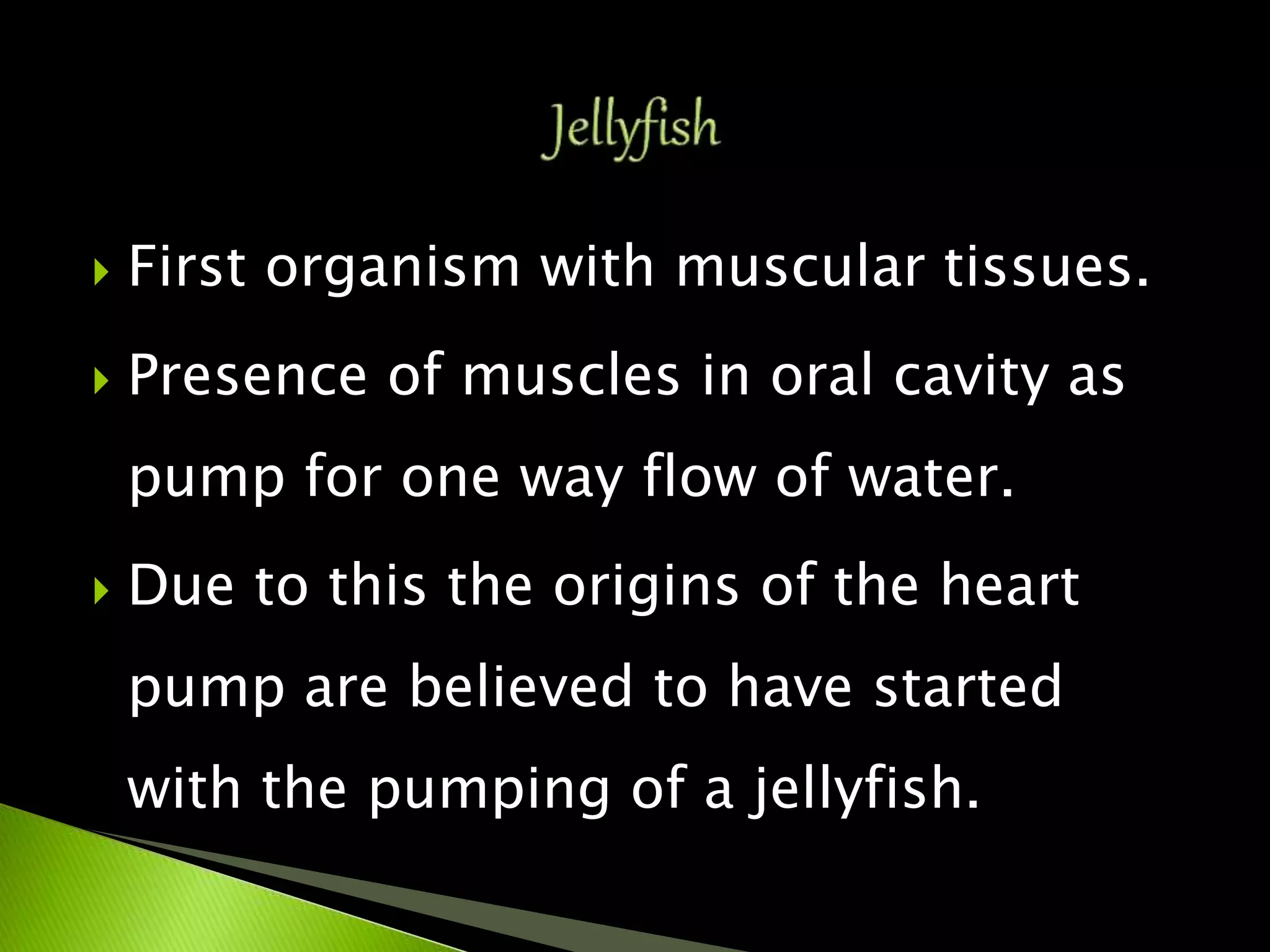  First organism with muscular tissues.
 Presence of muscles in oral cavity as
pump for one way flow of water.
 Due to this the origins of the heart
pump are believed to have started
with the pumping of a jellyfish.
 