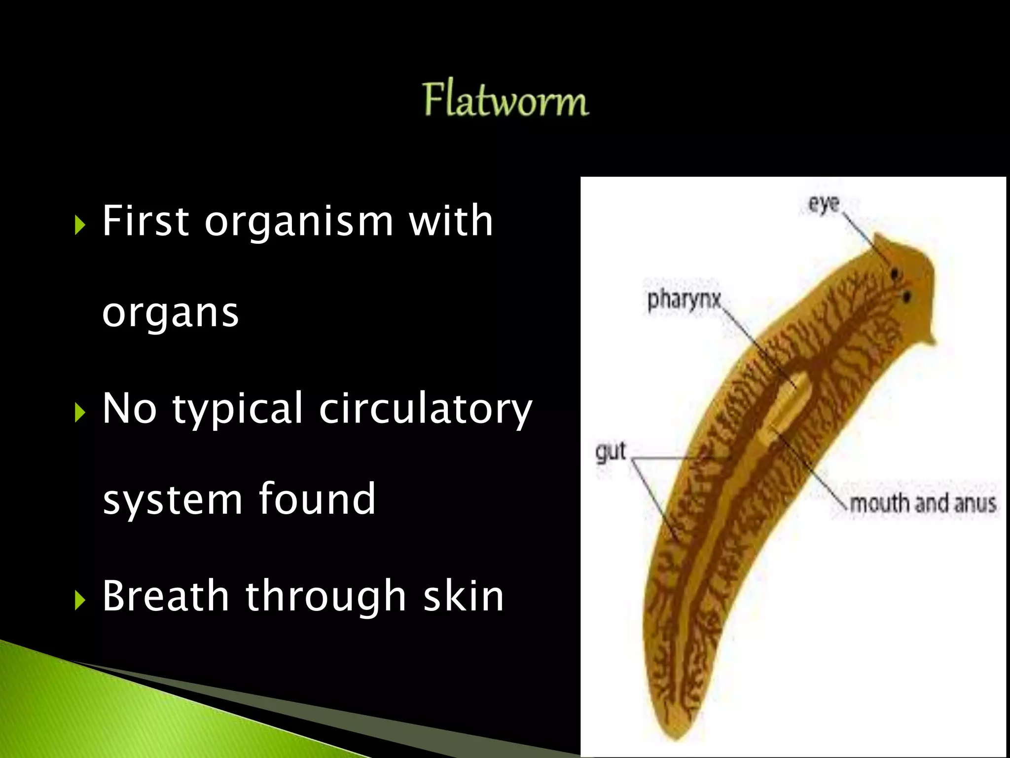  First organism with
organs
 No typical circulatory
system found
 Breath through skin
 