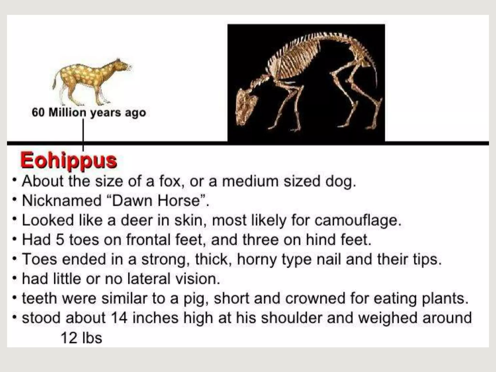 Evolution of horse in paleontology | PPTX