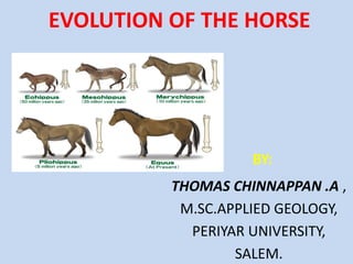 EVOLUTION OF THE HORSE
BY:
THOMAS CHINNAPPAN .A ,
M.SC.APPLIED GEOLOGY,
PERIYAR UNIVERSITY,
SALEM.
 