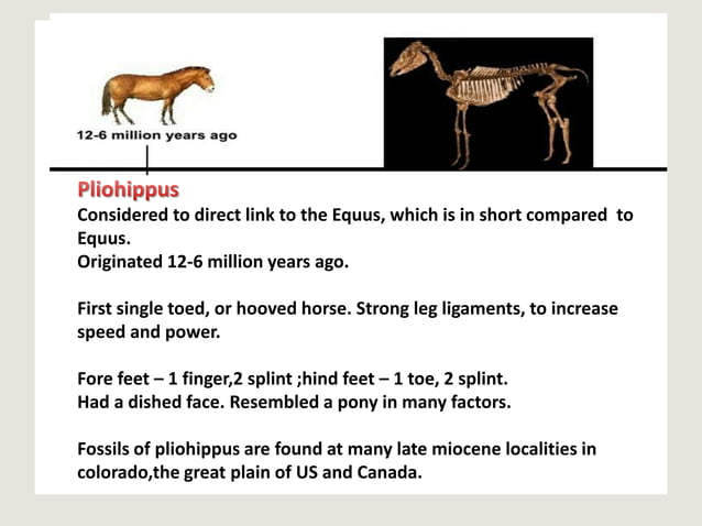 Evolution of horse in paleontology | PPTX