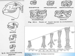 Evolution of horse in paleontology | PPTX