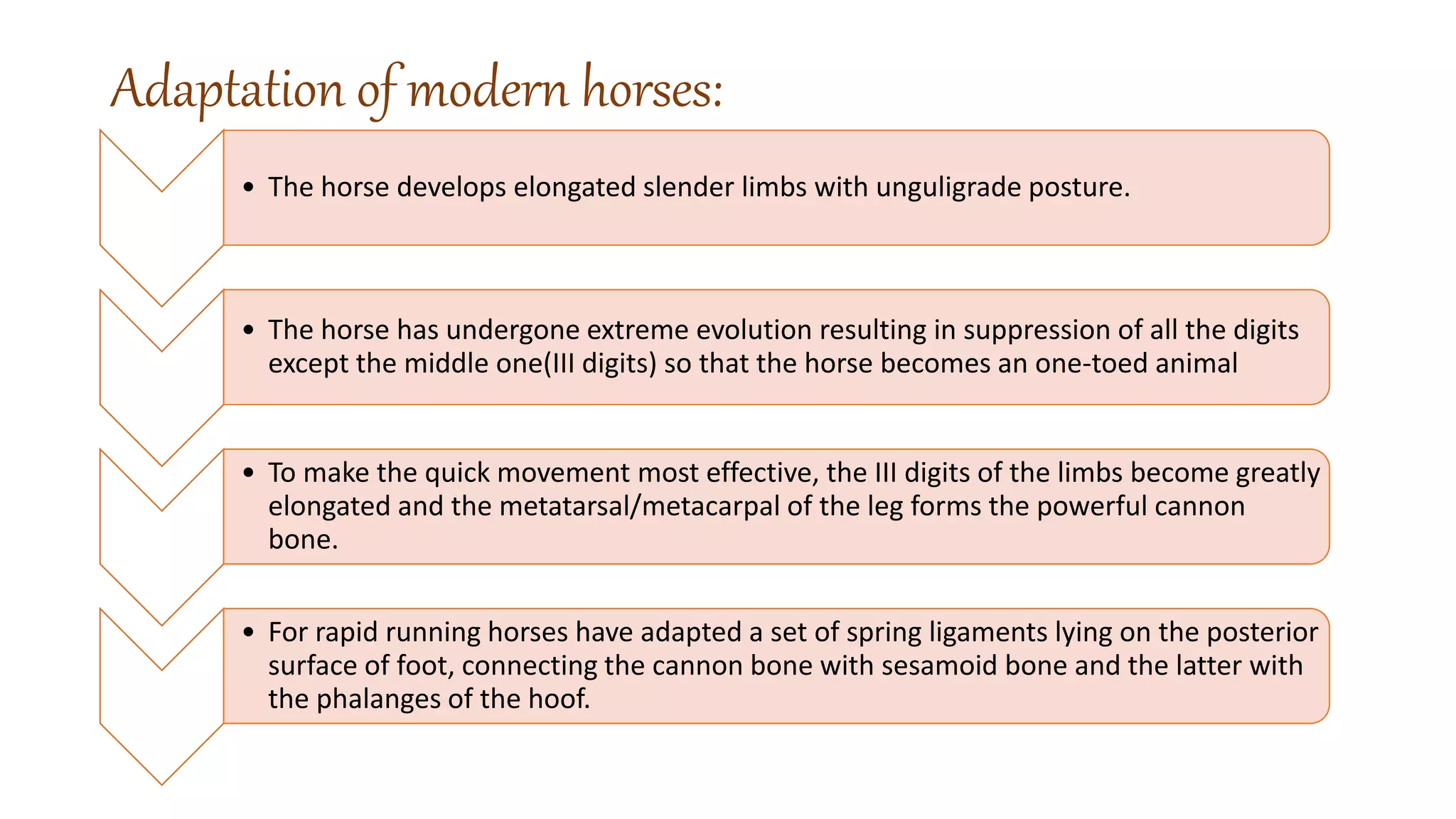 EVOLUTION OF HORSES PPT.pptx