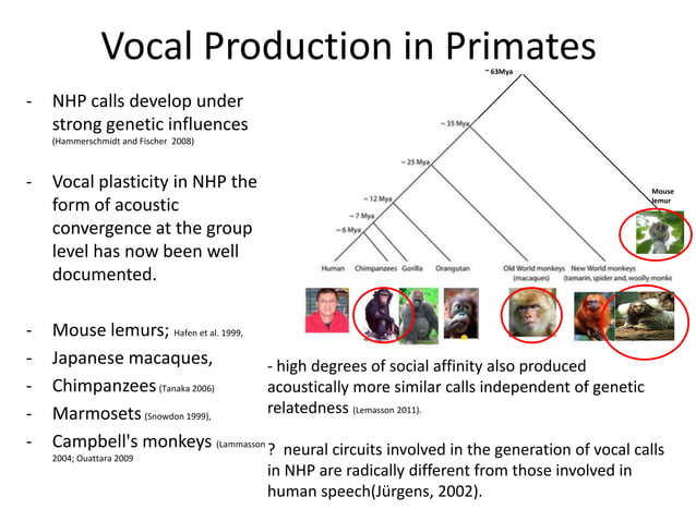 Evolution of human language final | PPTX | Genetics | Science