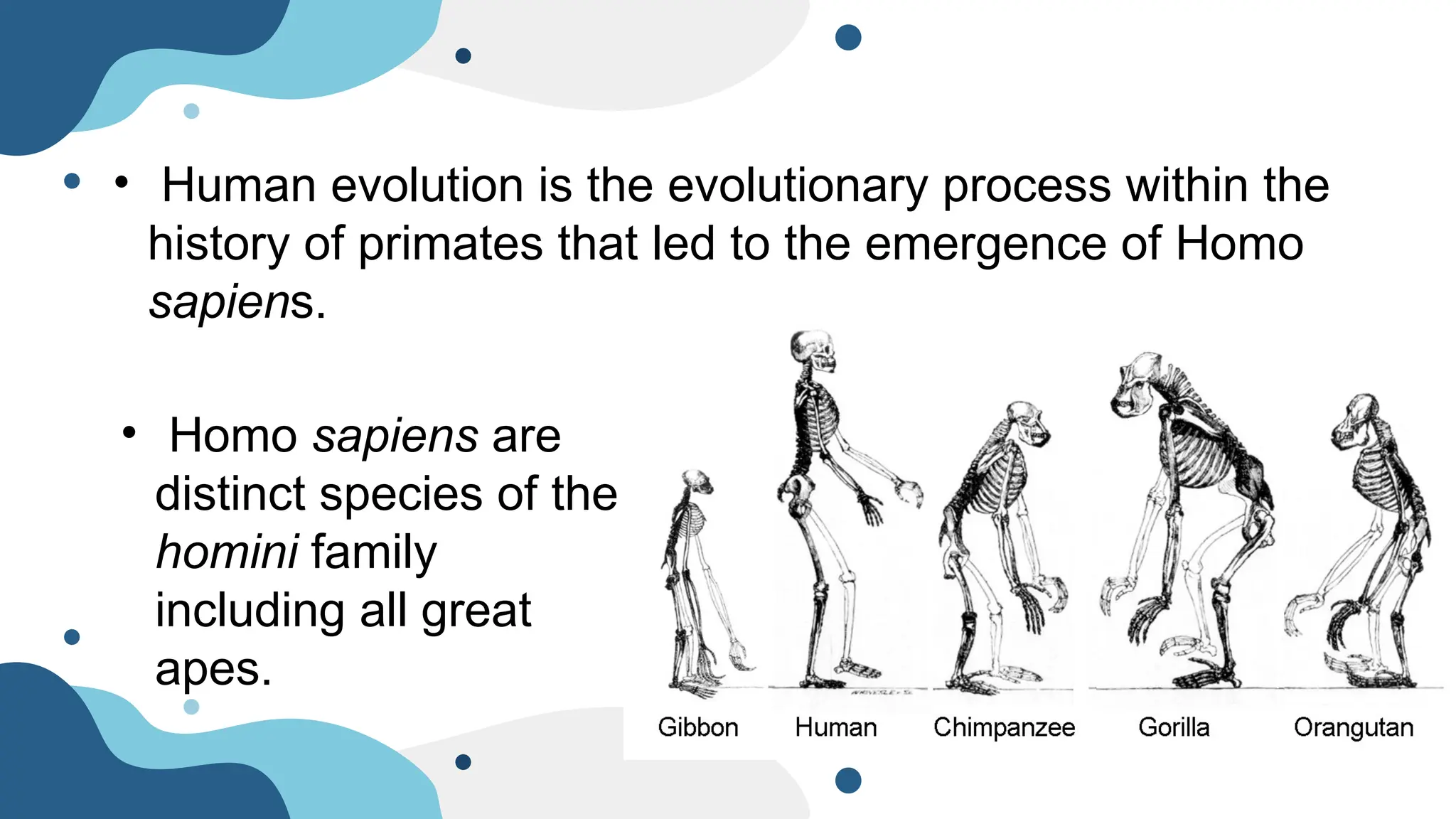 Humans Evolution Is Evolution of Human Race.pptx . | PPTX